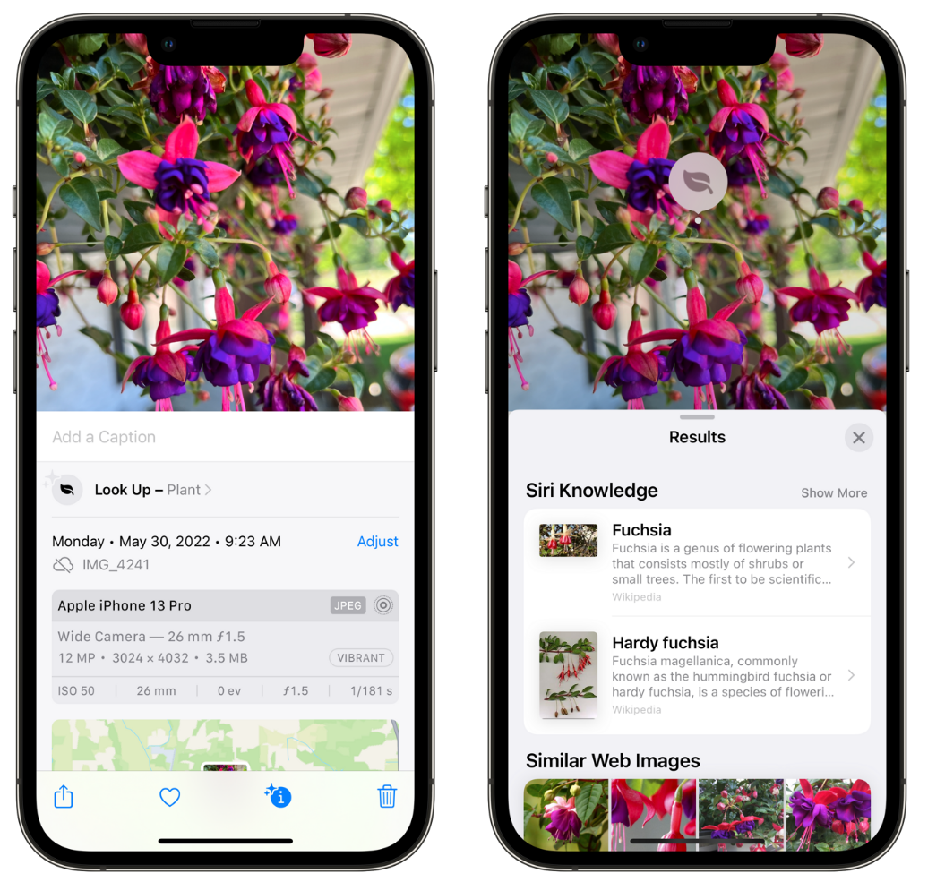 施甸苹果手机维修分享小技巧：使用 iPhone 相机识别花卉植物 